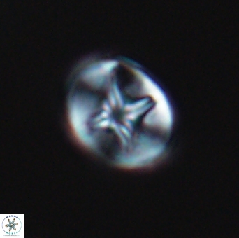 Eiffellithus phantasma 10104