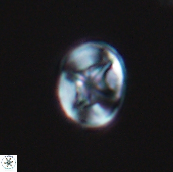Eiffellithus phantasma 10106