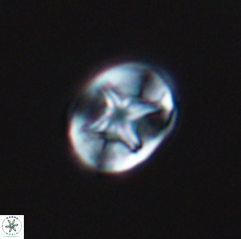 Eiffellithus phantasma 10108