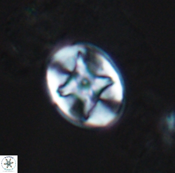 Eiffellithus phantasma 10175