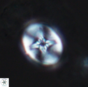Eiffellithus phantasma 10176
