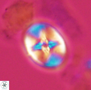 Eiffellithus phantasma 10177