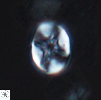 Eiffellithus phantasma 10178