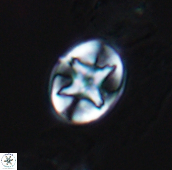 Eiffellithus phantasma 10180