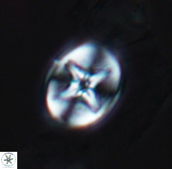 Eiffellithus phantasma 10183