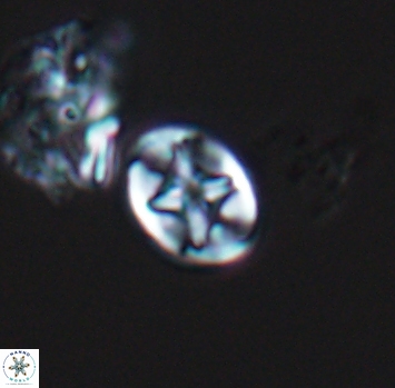 Eiffellithus phantasma 10225