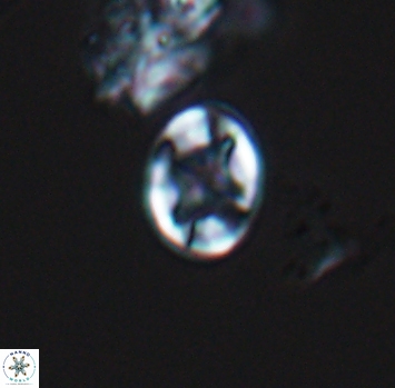 Eiffellithus phantasma 10227