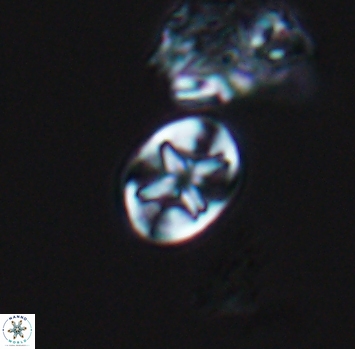 Eiffellithus phantasma 10229