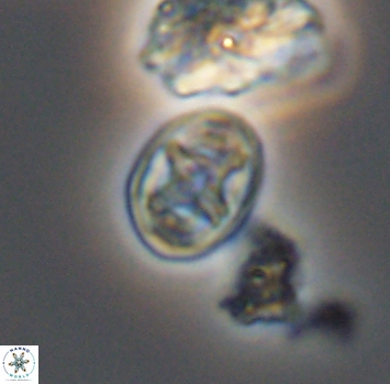 Eiffellithus phantasma 10231