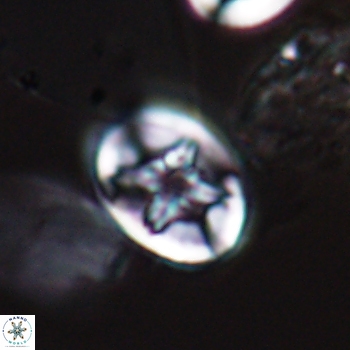 Eiffellithus phantasma 9844