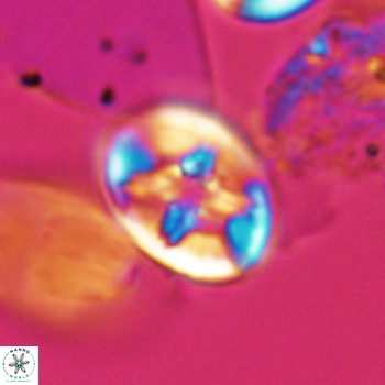 Eiffellithus phantasma 9845