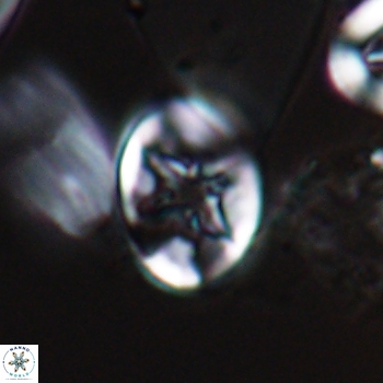 Eiffellithus phantasma 9846