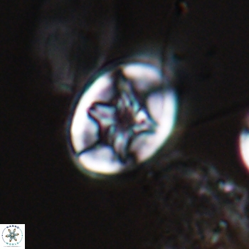 Eiffellithus phantasma 9848