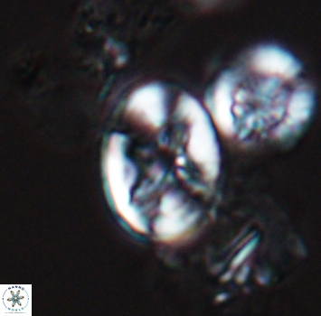 Eiffellithus phantasma 9881