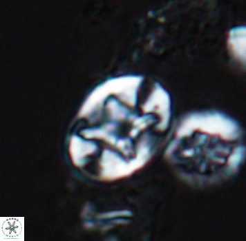 Eiffellithus phantasma 9883