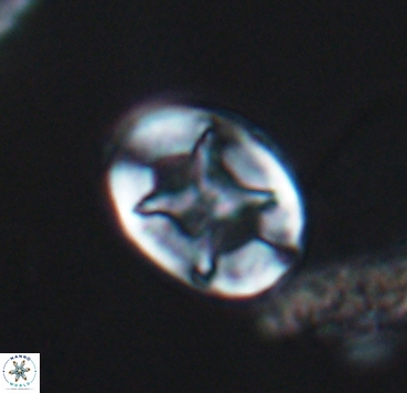 Eiffellithus turriseiffelii 10357