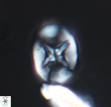 Eiffellithus turriseiffelii 10359