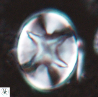 Eiffellithus turriseiffelii 16879