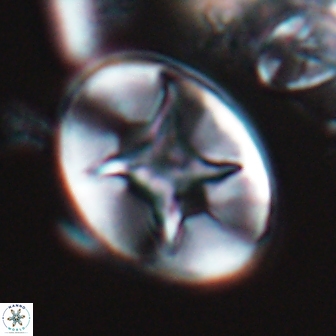 Eiffellithus turriseiffelii 17984