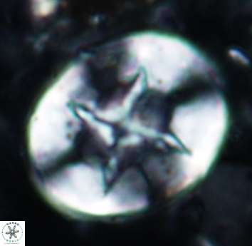 Eiffellithus turriseiffelii 1824
