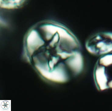 Eiffellithus turriseiffelii 3352