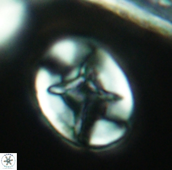 Eiffellithus turriseiffelii 3856