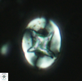 Eiffellithus turriseiffelii 3944