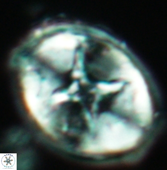 Eiffellithus turriseiffelii 4893