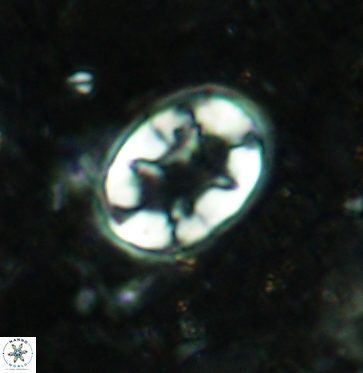 Eiffellithus turriseiffelii 6029