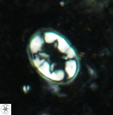 Eiffellithus turriseiffelii 6033