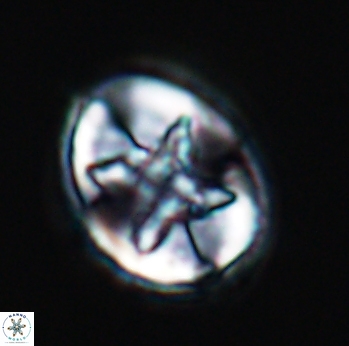 Eiffellithus turriseiffelii 9815