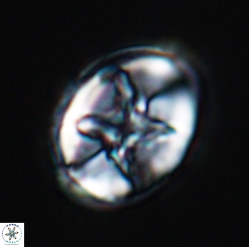 Eiffellithus turriseiffelii 9817