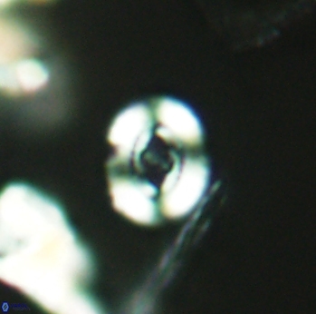 Ellipsagelosphaera communis 2706