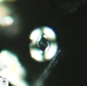 Ellipsagelosphaera communis 2706