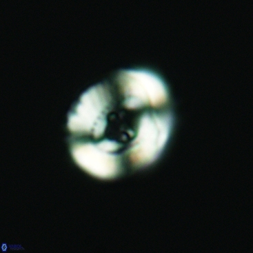 Ellipsagelosphaera communis 3820