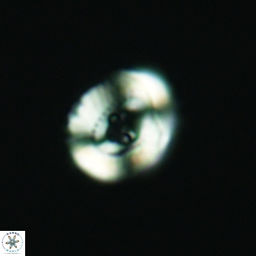 Ellipsagelosphaera communis 3820