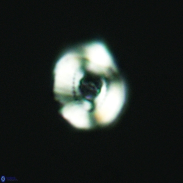 Ellipsagelosphaera communis 3823