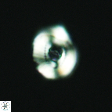 Ellipsagelosphaera communis 3823