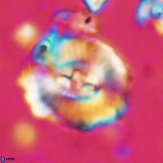 Ellipsagelosphaera clausa 1655