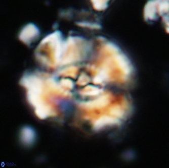Ellipsagelosphaera clausa 1656