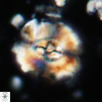 Ellipsagelosphaera clausa 1656