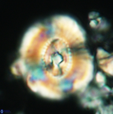 Ellipsagelosphaera clausa 3796