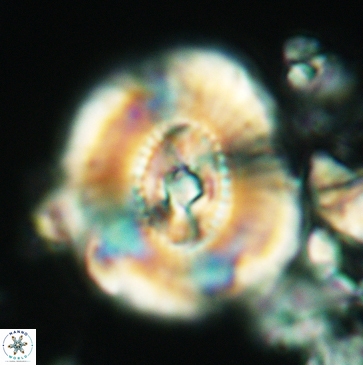 Ellipsagelosphaera clausa 3796