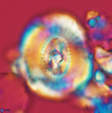 Ellipsagelosphaera clausa 3797