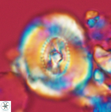 Ellipsagelosphaera clausa 3797