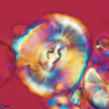 Ellipsagelosphaera clausa 3798