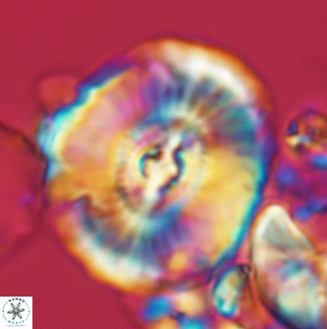 Ellipsagelosphaera clausa 3798