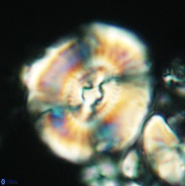 Ellipsagelosphaera clausa 3799