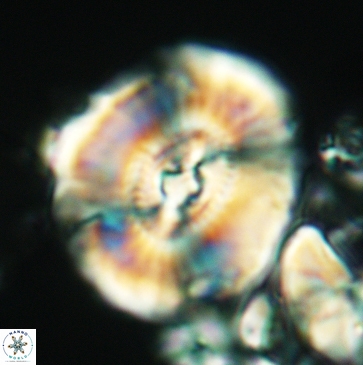 Ellipsagelosphaera clausa 3799