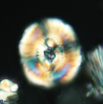 Ellipsagelosphaera clausa 3800